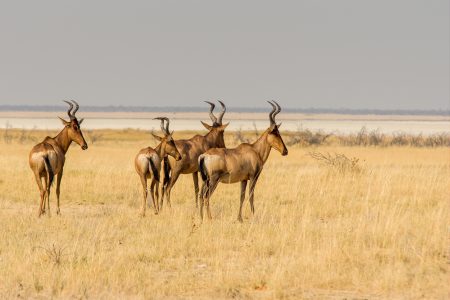Wildlife Safari: Around the World by Private Jet