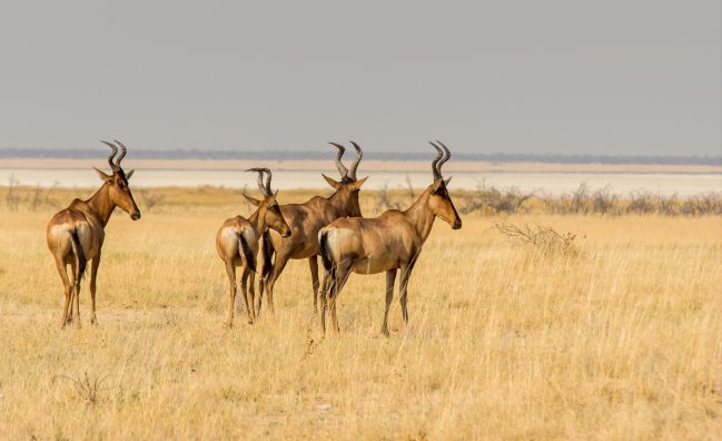 Wildlife Safari: Around the World by Private Jet